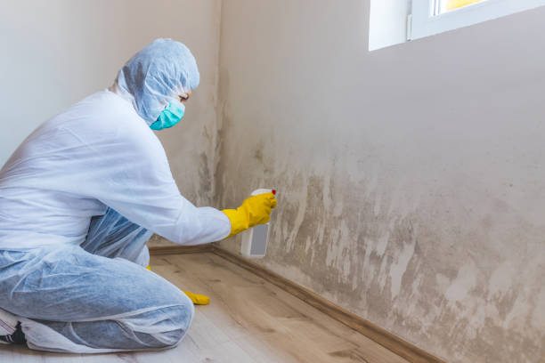 Licensed Black Mold Removal service in Brogue, PA - WQB Mold Removal