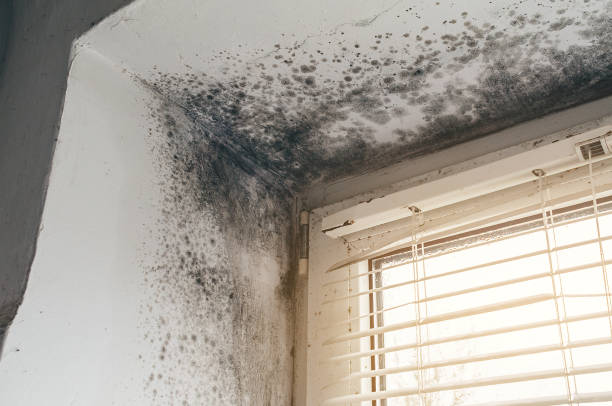 Affordable Black Mold Removal solutions in Brogue, PA