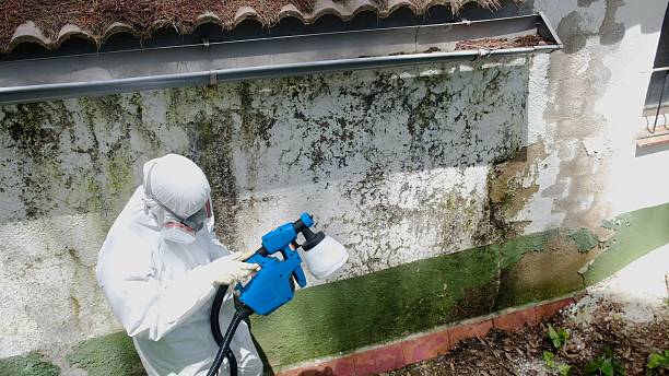 Top rated local Black Mold Removal specialists in Brogue, PA